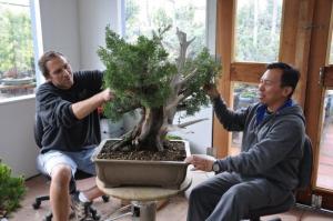 Juniper Bonsai Tree on Juniper  He And Boon Are Spending Some Time Discussing The Tree